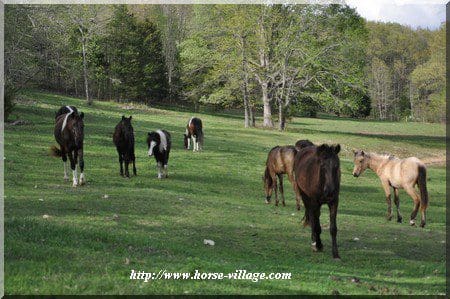 American Gaited Pony