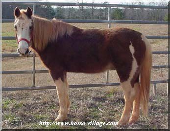 American Half Quarter Horse