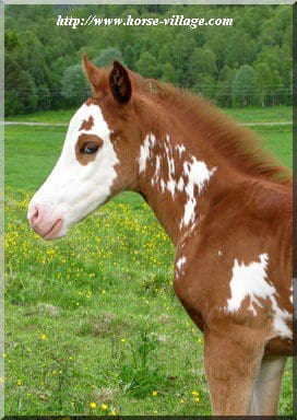 American Paint Poney