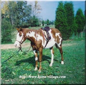 American Performance Horse
