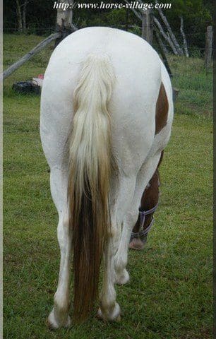 American Quarter Poney