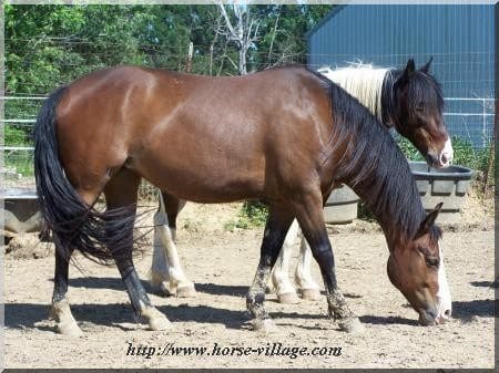 American Ranch Horse