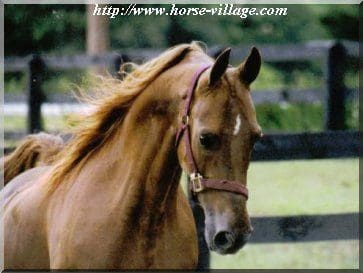 American Saddlebred