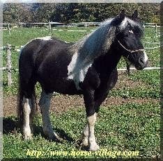 American Spotted Draft Horse