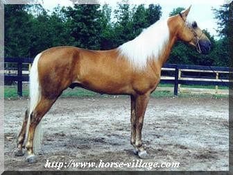 American Walking Poney