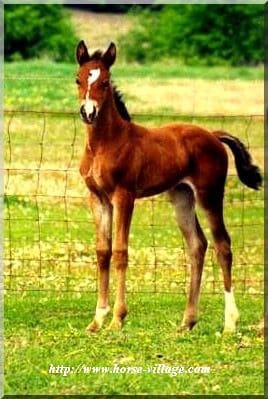 American Warmblood