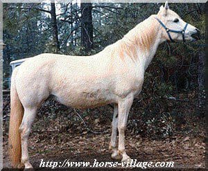 American Welara Poney