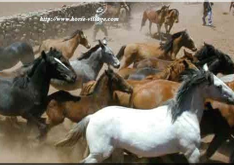 Andean (Cheval des Andes, Andean Criollo)