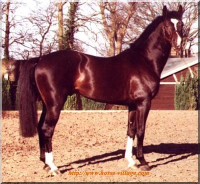 Anglo European Sport Horse
