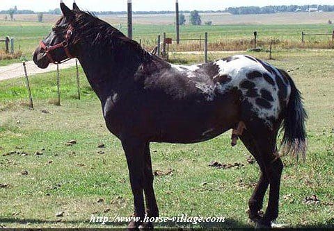Appaloosa Fondation