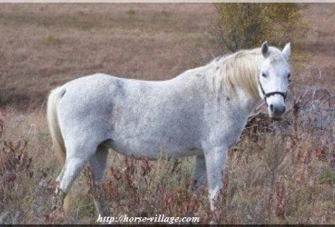 Ara-Appaloosa