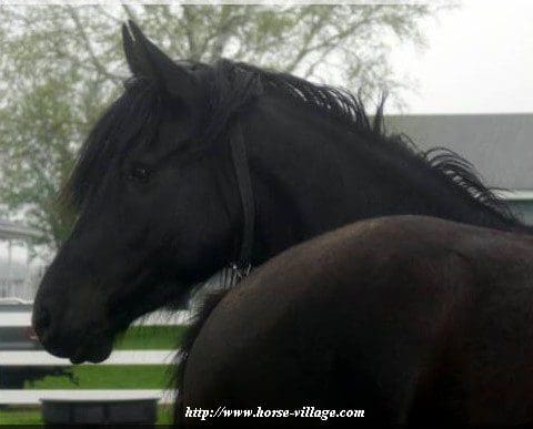 Arabo-Frison