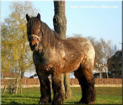 Ardennais
