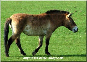 Asian Wild Horse