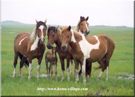 Assateague-Chinoteague