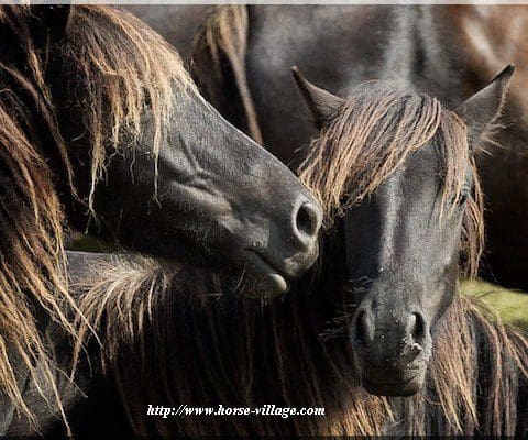 Astursky Poney