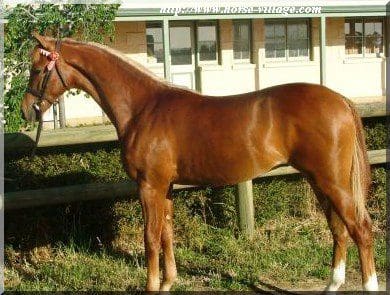 Australian Riding Poney