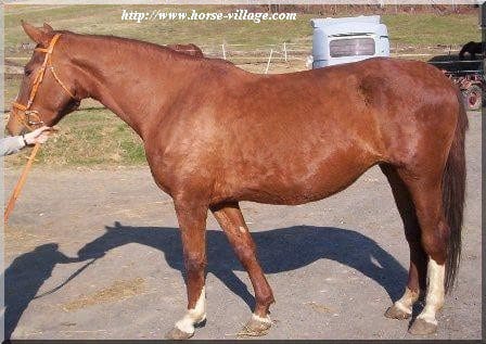 Autrichien (cheval de selle d’Autriche , OEWB)