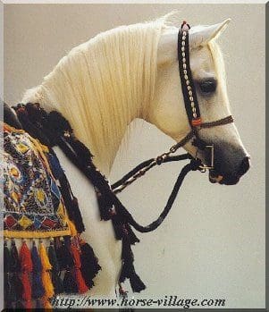 Cheval Arabe de la Syrie (Syrian Arab)