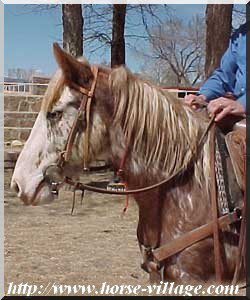 Colorado Wild Horse