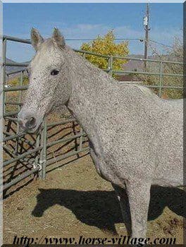 Indian Nation Mustang