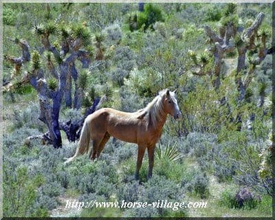 Nevada Wild Horse