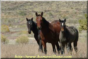 Wyoming Wild Horse